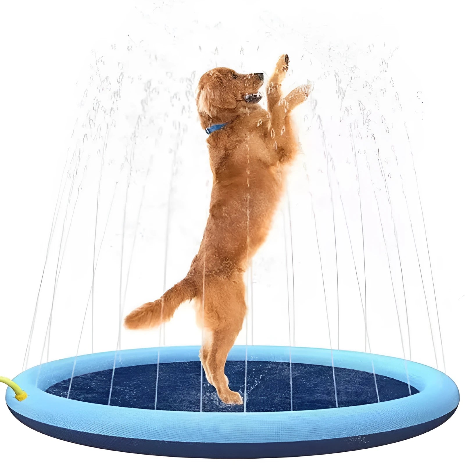 Dog playing on a large blue anti-slip splash pad mat in a garden, with water sprinklers active.