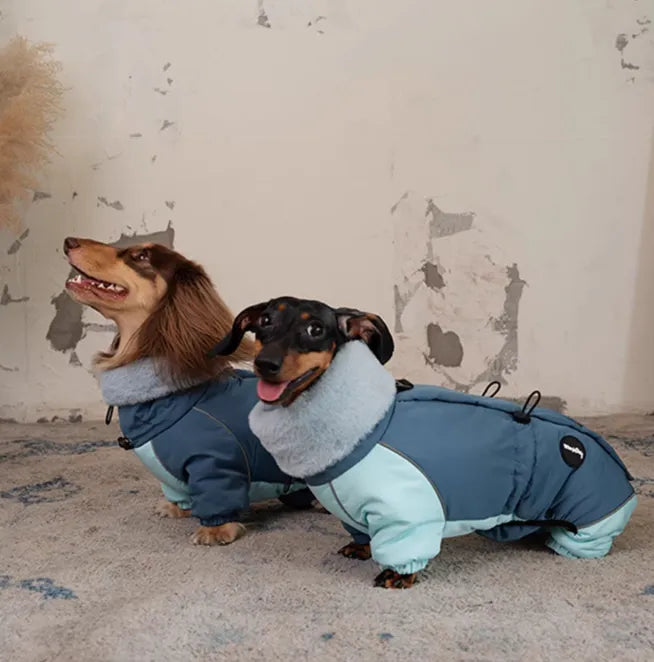 Dachshund in a Navy Blue thick cotton-padded four-leg jacket for autumn and winter, lambswool fabric