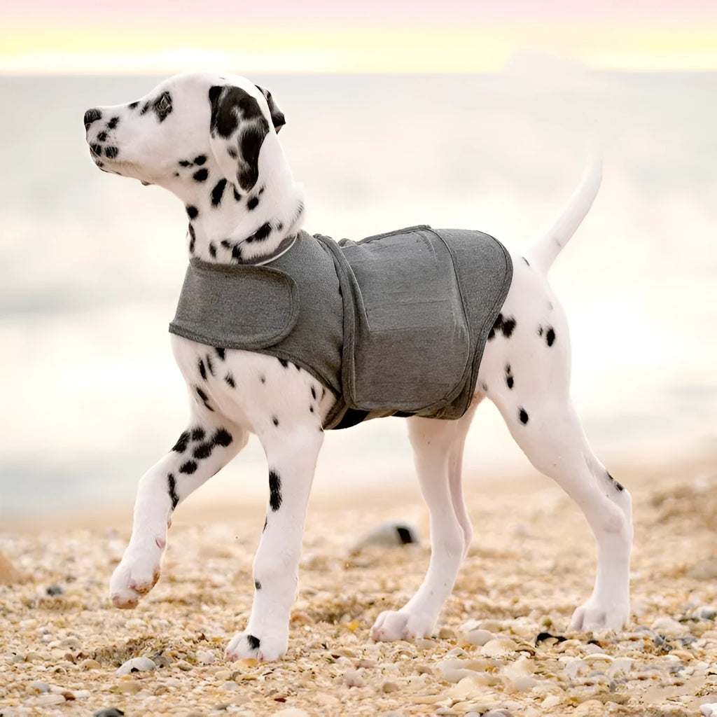 Heather grey dog anxiety vest in brocade cotton ponte-de-roma fabric on a medium-sized dog.