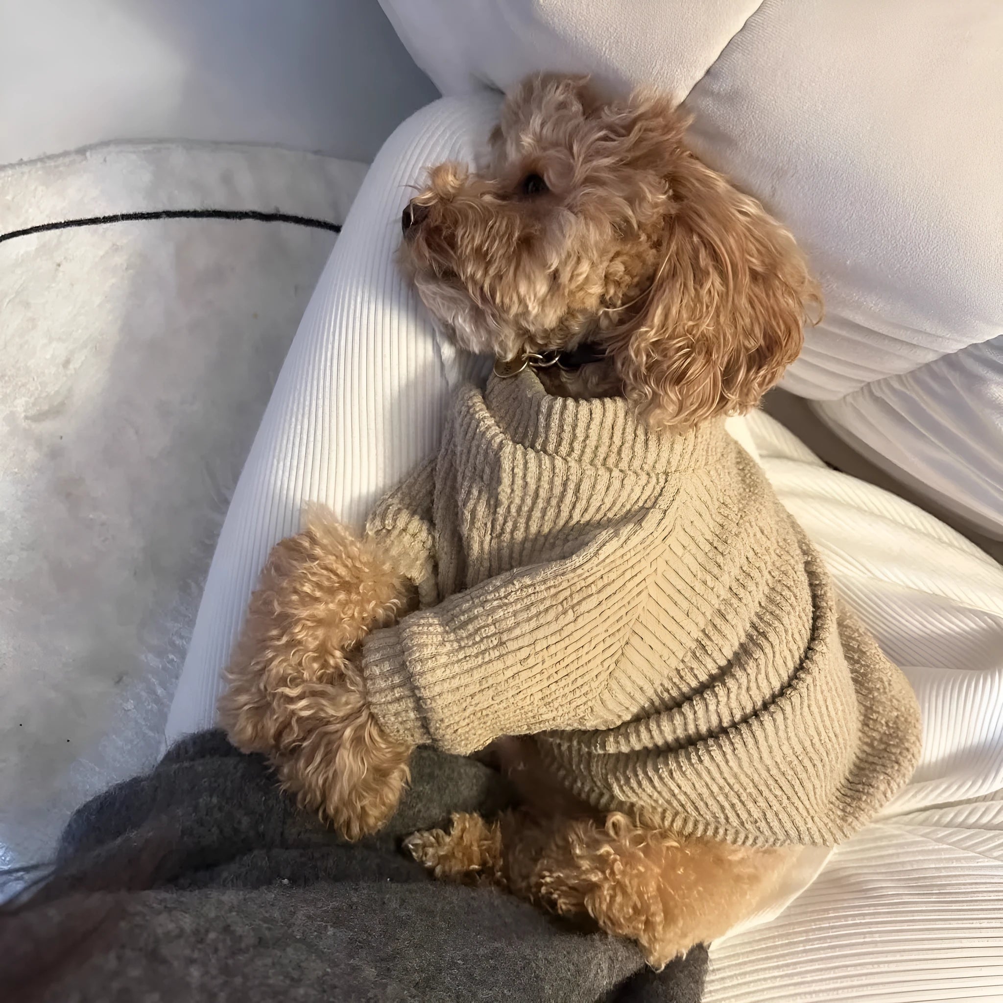 Brown cloth dog sweater pullover on a small breed dog.