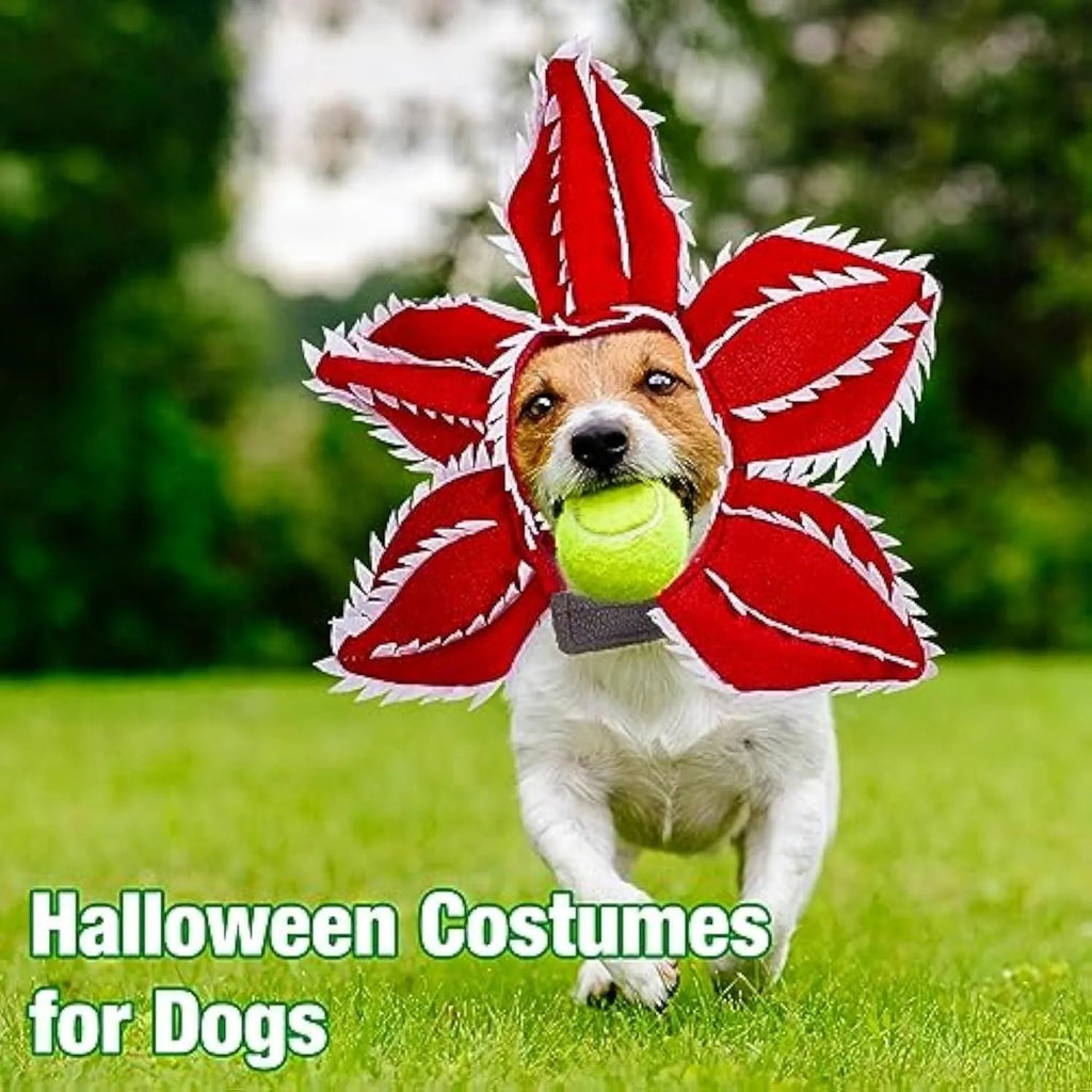 Dog wearing Halloween demon chomper hat costume with flower headband for medium-sized pets