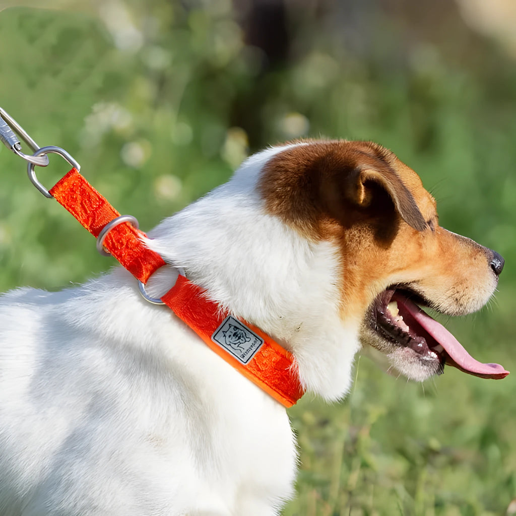 P Chain style dog collar in nylon webbing with aluminium alloy hardware, shown in an adjustable size on a colour background.
