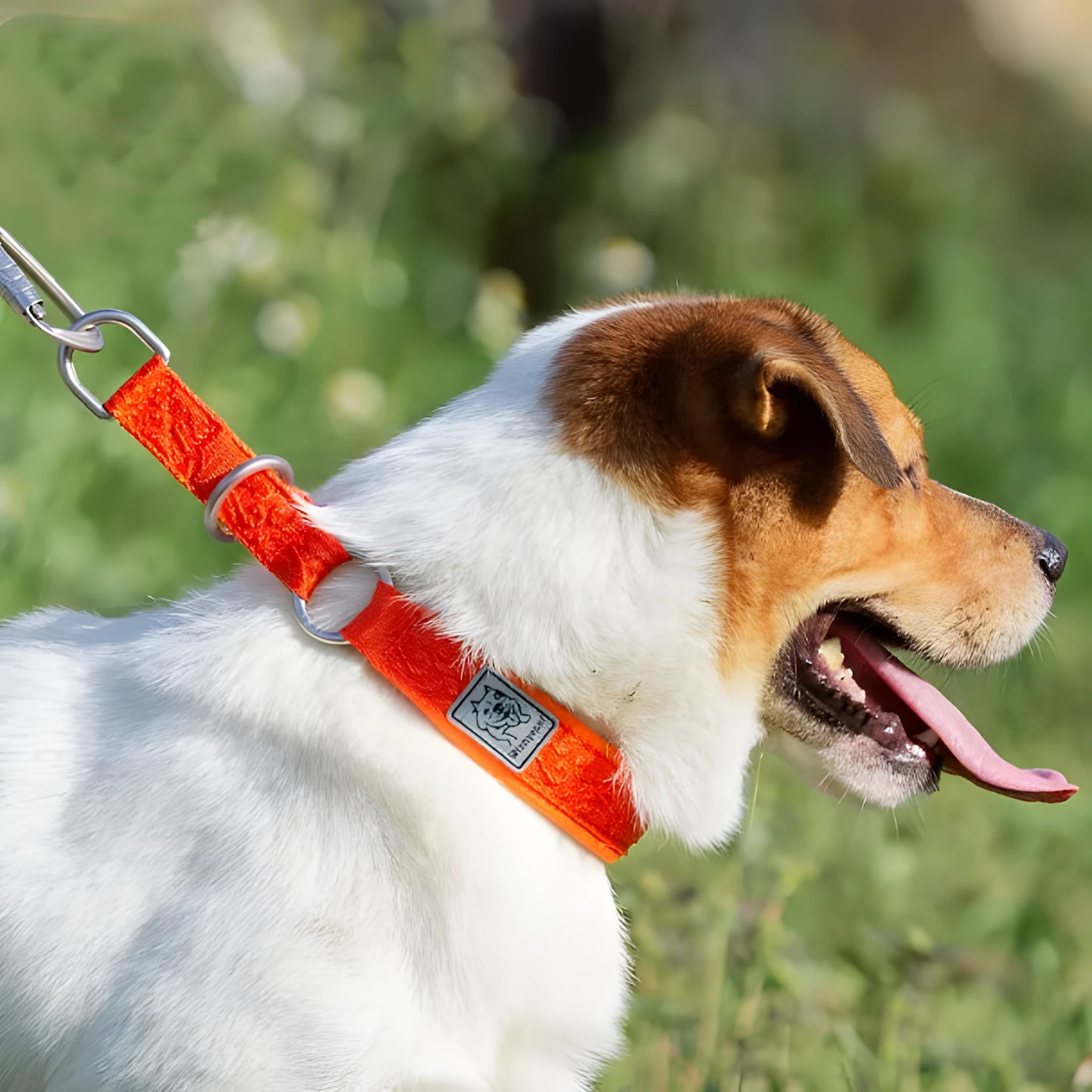 P Chain style dog collar in nylon webbing with aluminium alloy hardware, shown in an adjustable size on a colour background.