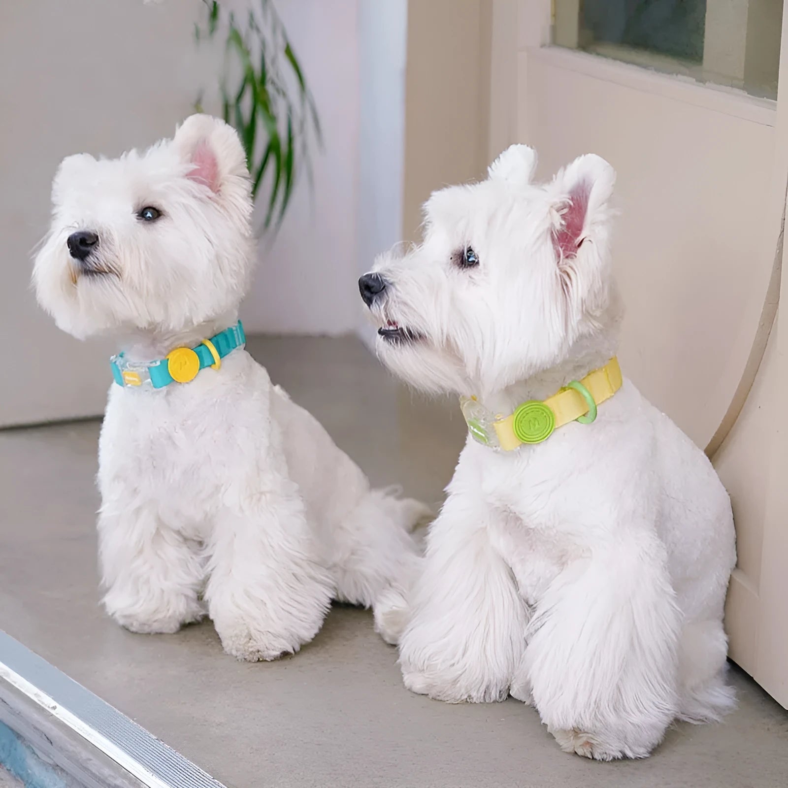 Nylon dog collar and leash in choice of four colours with 1.5m or 2.1m rope options