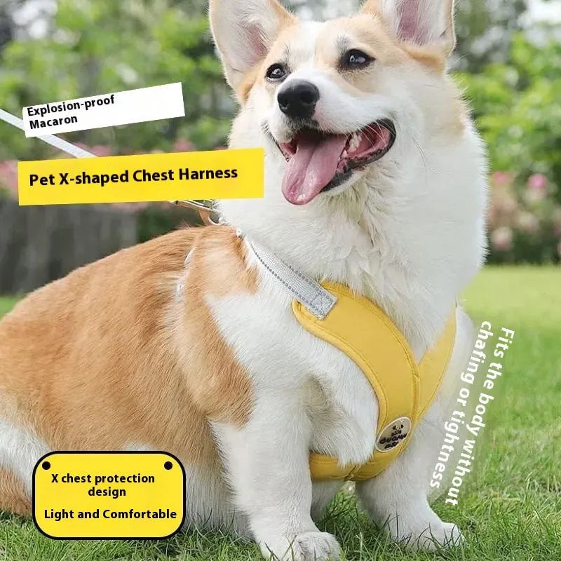 Polyester pet harness and hand holding rope set in blue, shown with a vest and separate lead.