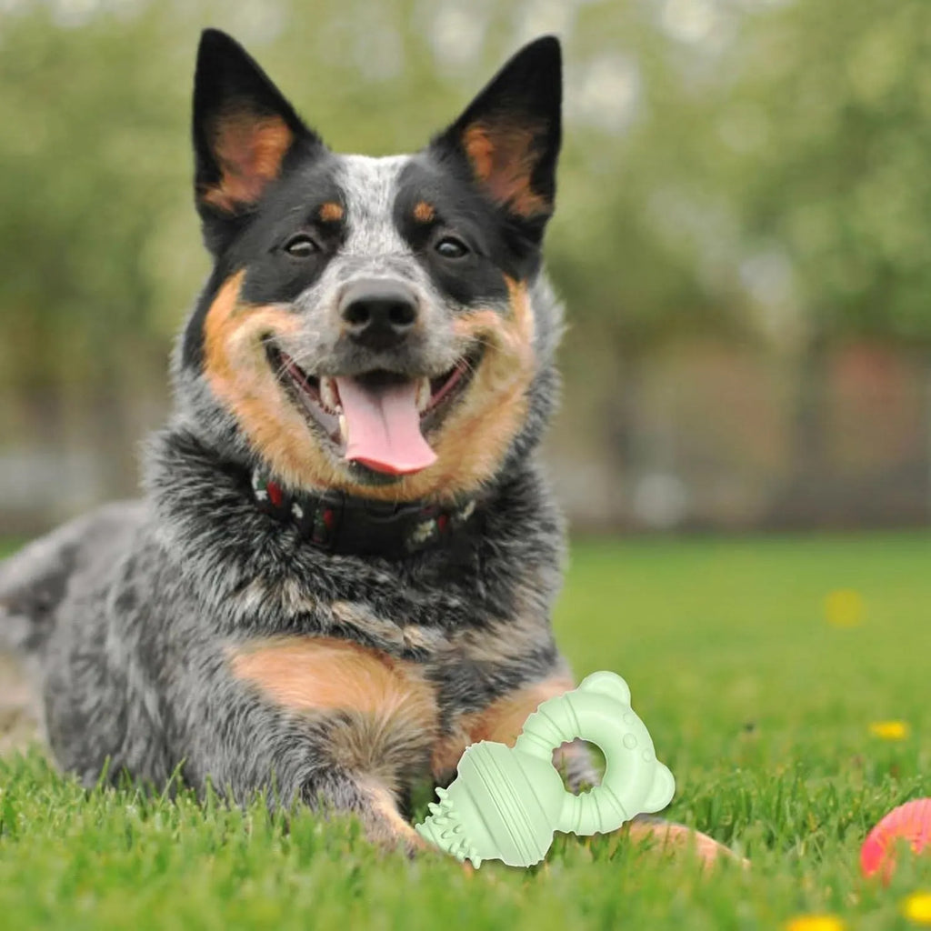 Blue rubber dog chew toy shaped like a molar with textured surface for teeth cleaning.