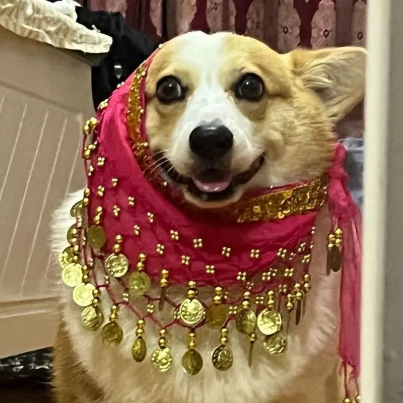 Corgi belly dance hip scarf with sequined waist chain in rose red, red, yellow, purple, sapphire blue and lake blue
