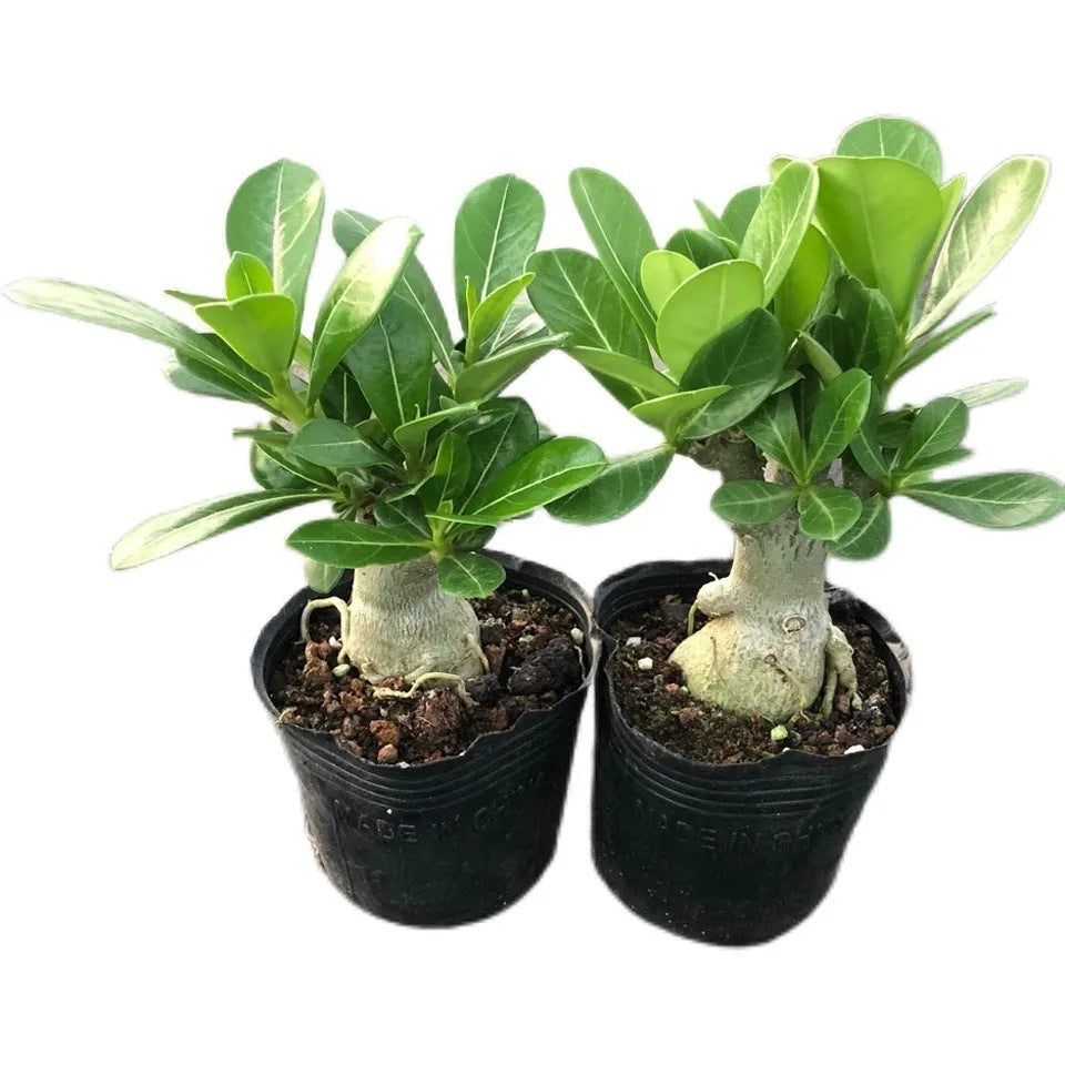 Desert rose bare root seedlings adenium obesum for indoor potted gardening four seasons flowering
