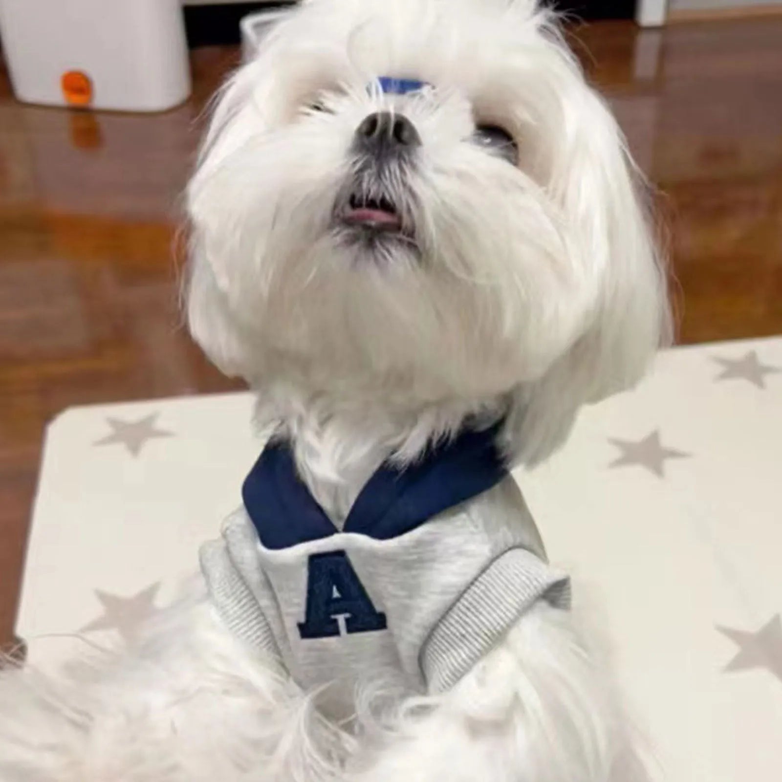 Blue and grey white slim-fit pet jumper with reflective lettering for a dog or cat