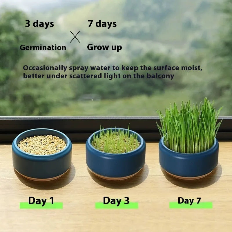 Blue hydroponic cat grass growing kit cup with cat grass seeds next to it.