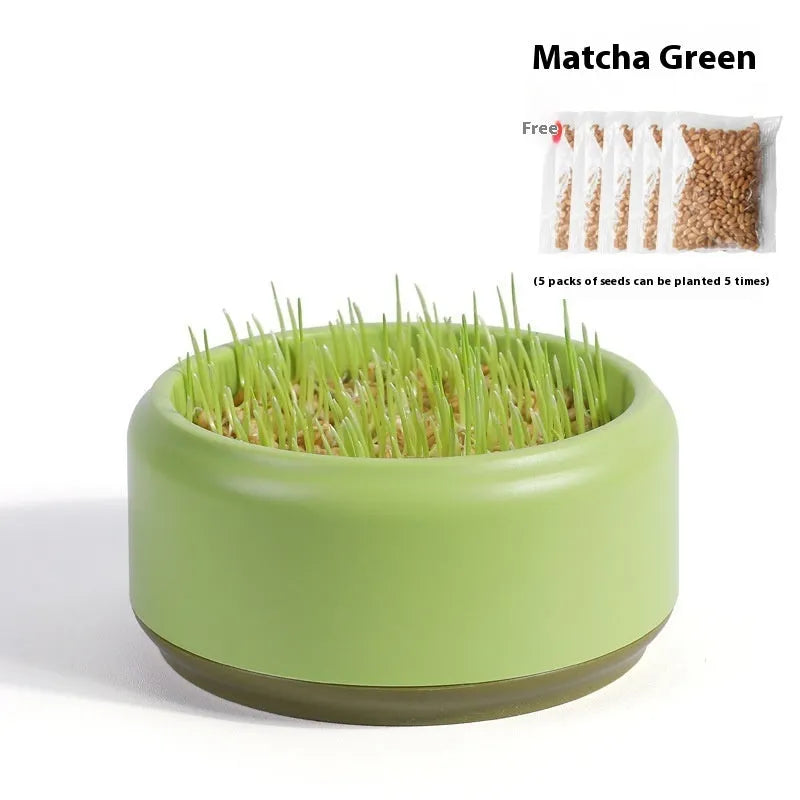 Hydroponic cat grass kit with plastic growing tray and wheatgrass seed packs for soilless indoor cultivation