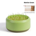 Hydroponic cat grass kit with plastic growing tray and wheatgrass seed packs for soilless indoor cultivation