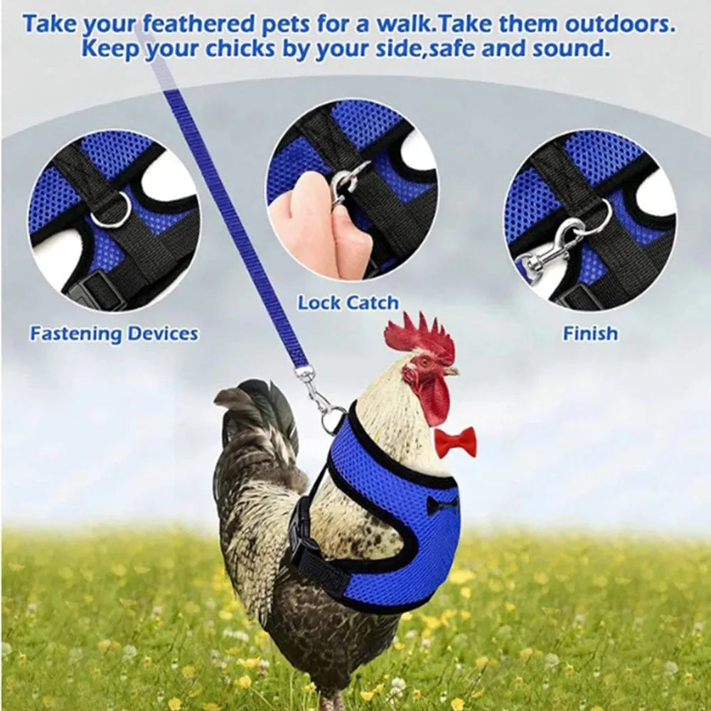 Poultry vest harness on a chicken with an attached lead, shown in red, with size chart visible.