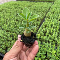 Desert rose bare root seedlings adenium obesum for indoor potted gardening four seasons flowering